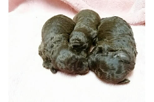 成約済の愛知県のトイプードル-16059の1枚目