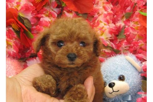 成約済の茨城県のトイプードル-16067の1枚目