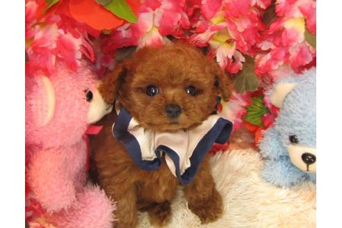 成約済の茨城県のトイプードル-16067の2枚目