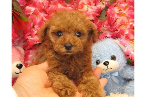 成約済の茨城県のトイプードル-16067の3枚目