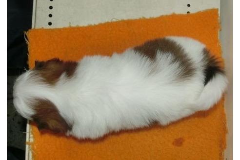 成約済の長崎県のシーズー-16072の1枚目