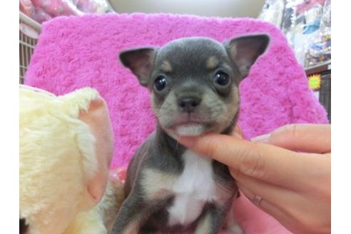 成約済の京都府のチワワ-16080の3枚目