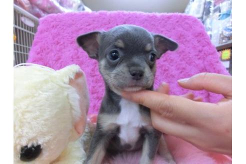 成約済の京都府のチワワ-16080の1枚目