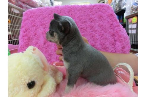 成約済の京都府のチワワ-16080の2枚目