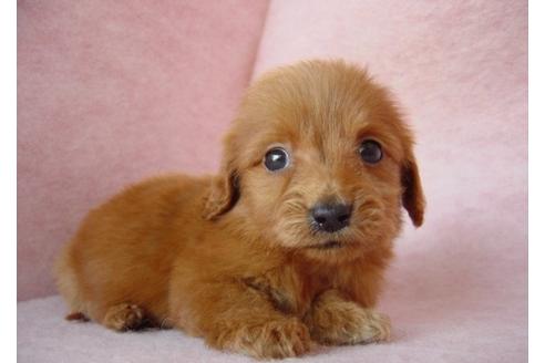 成約済の長崎県のミックス犬-16082の2枚目