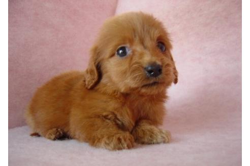 成約済の長崎県のミックス犬-16082の1枚目