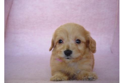 成約済の長崎県のミックス犬-16083の5枚目