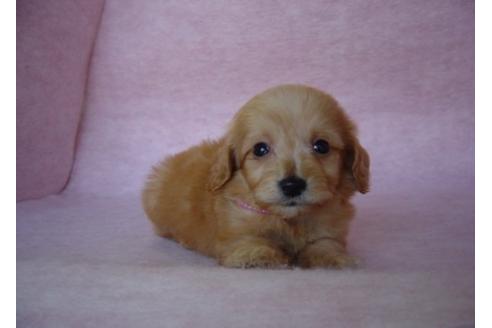 成約済の長崎県のミックス犬-16083の3枚目
