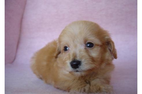成約済の長崎県のミックス犬-16083の2枚目