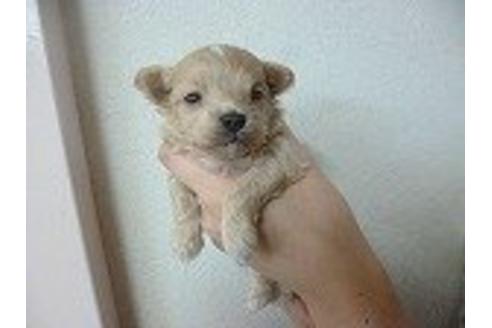 成約済の福岡県のミックス犬-16093の1枚目