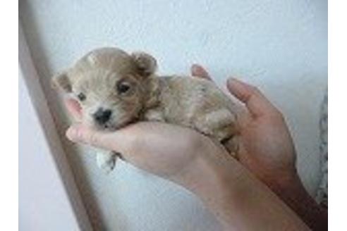 成約済の福岡県のミックス犬-16093の2枚目