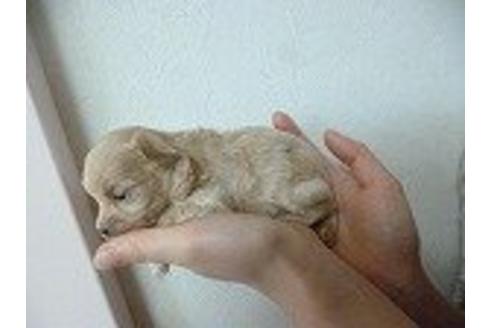 成約済の福岡県のミックス犬-16093の3枚目