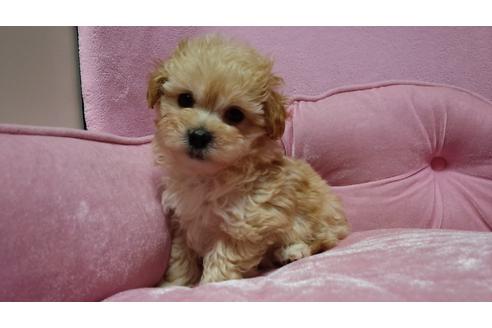 成約済の埼玉県のマルプー:マルチーズ×トイプードル-16098の4枚目