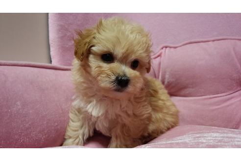 成約済の埼玉県のマルプー:マルチーズ×トイプードル-16098の3枚目