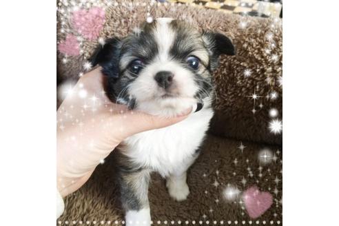 成約済の神奈川県のチワワ-16100の3枚目