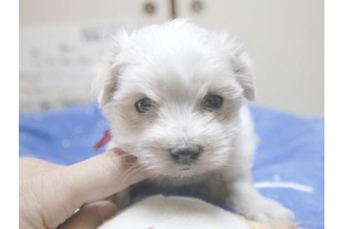 成約済の埼玉県のマルチーズ-15422の1枚目