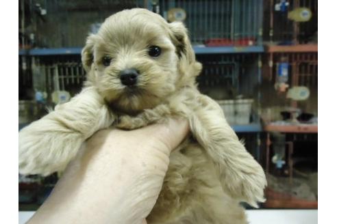 成約済の栃木県のミックス犬-16111の3枚目
