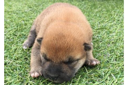 成約済の長崎県の柴犬-16113の1枚目