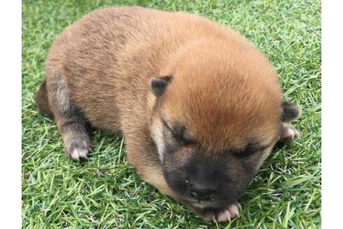 成約済の長崎県の柴犬-16113の2枚目
