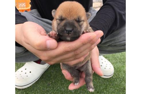 成約済の長崎県の柴犬-16113の3枚目