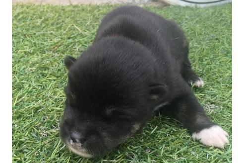 成約済の長崎県の柴犬-16116の2枚目