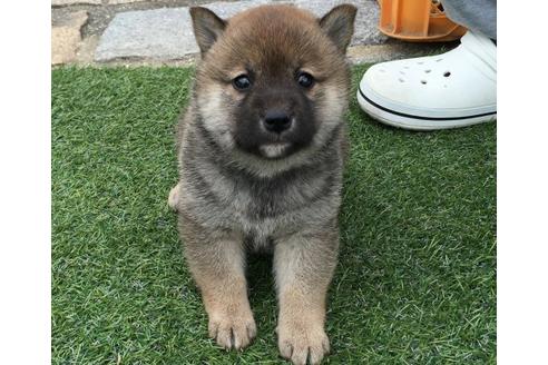 成約済の長崎県の柴犬-14888の1枚目