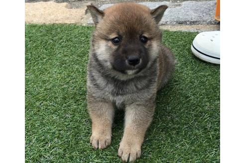 成約済の長崎県の柴犬-14888の2枚目