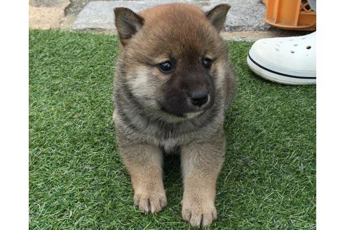 成約済の長崎県の柴犬-14888の3枚目
