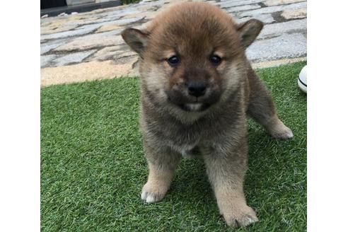 成約済の長崎県の柴犬-14889の1枚目