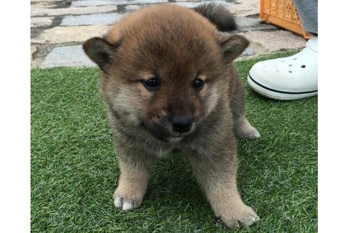成約済の長崎県の柴犬-14889の2枚目