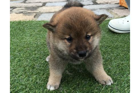 成約済の長崎県の柴犬-14889の3枚目