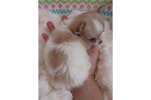 成約済の滋賀県のチワワ-16120の1枚目