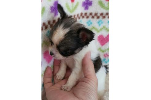 成約済の滋賀県のチワワ-16125の1枚目