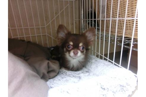 成約済の京都府のチワワ-16181の1枚目