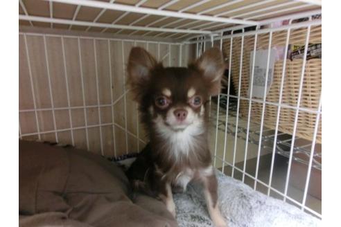 成約済の京都府のチワワ-16181の2枚目