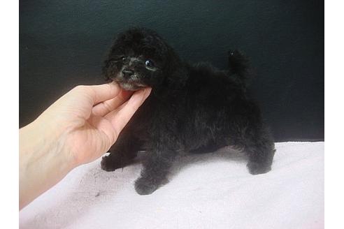 成約済の大阪府のトイプードル-16188の1枚目
