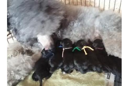 成約済の北海道のミックス犬-16209の1枚目