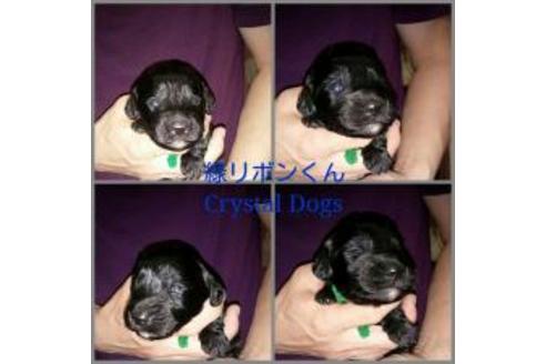 成約済の北海道のミックス犬-16211の2枚目