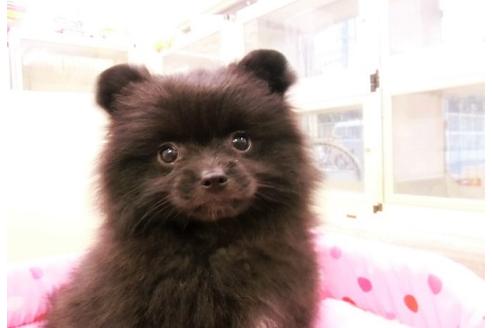 成約済の大阪府のポメラニアン-16219の3枚目