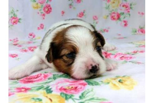 成約済の千葉県のパピヨン-16225の1枚目