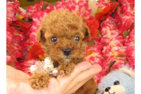 成約済の茨城県のトイプードル-16234の1枚目