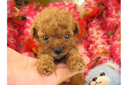 成約済の茨城県のトイプードル-16234の2枚目