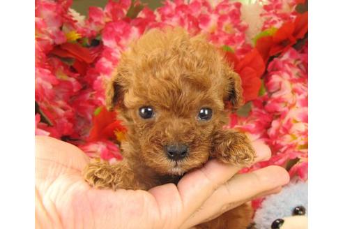 成約済の茨城県のトイプードル-16234の3枚目