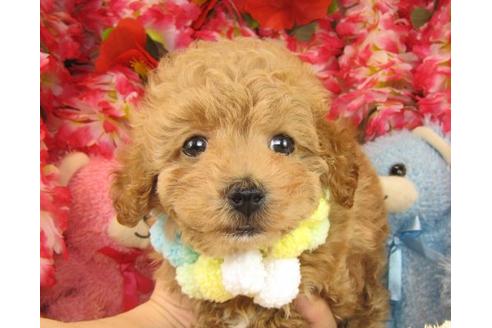 成約済の茨城県のトイプードル-16235の1枚目