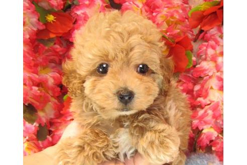 成約済の茨城県のトイプードル-16235の2枚目