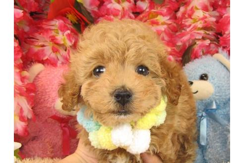 成約済の茨城県のトイプードル-16235の3枚目