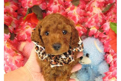 成約済の茨城県のトイプードル-16236の1枚目