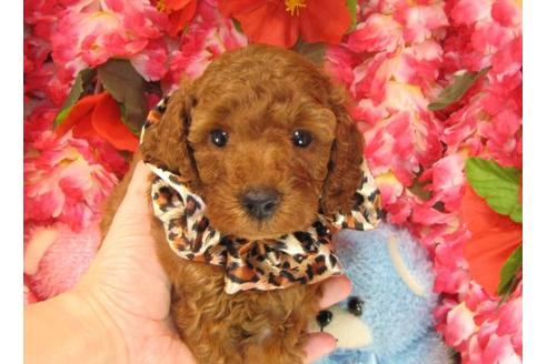 成約済の茨城県のトイプードル-16236の2枚目