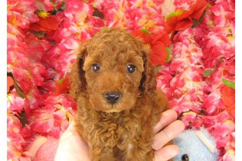 成約済の茨城県のトイプードル-16236の3枚目