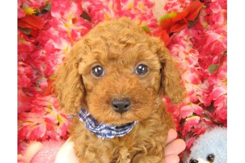 成約済の茨城県のトイプードル-16237の1枚目